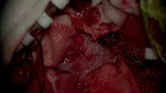 陈（寅）建人：阴土之象