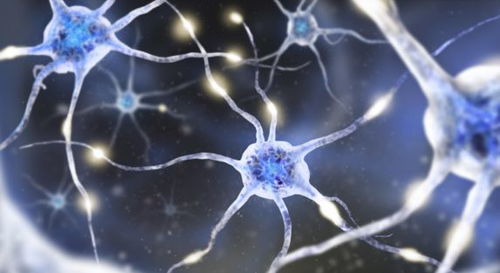 现代神经科学视角下的生理机制探讨