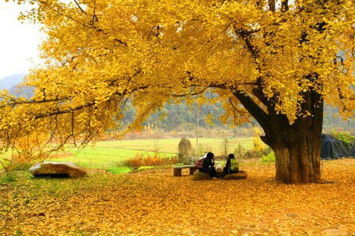 银杏树种植在哪个地方风水最好？唯美银杏树图片如何改写成长尾关键词？