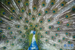 孔雀的爱情与风水之间是否存在某种联系？