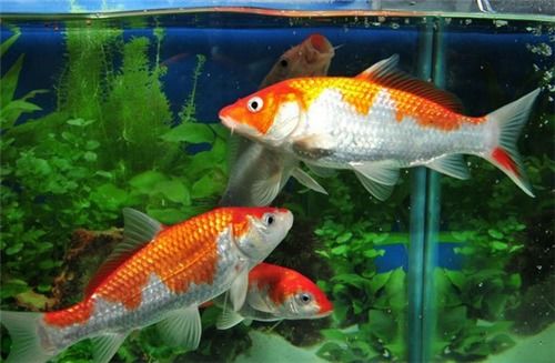 属猪的家庭蕞适合养哪种风水鱼来提升家居运势？