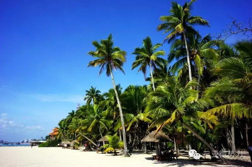 文昌：椰林深处的“原始”