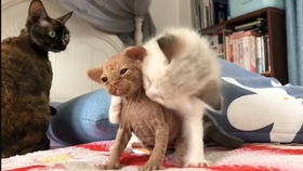 布偶（Ragdoll）