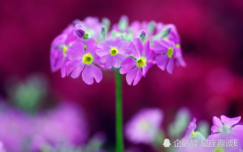 金牛座幸运花是什么？辛运花是金牛座的代表花卉吗？