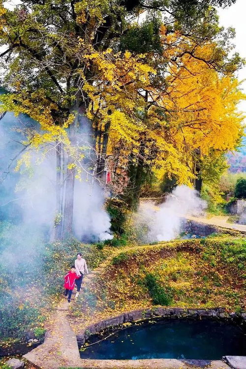 落叶纷飞秋景如画，这如诗如画的秋景中，不容简单道隐藏着哪些诡异的保密吗？