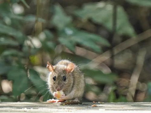 2026年出生属鼠的人，他们的运势会是怎样的呢？