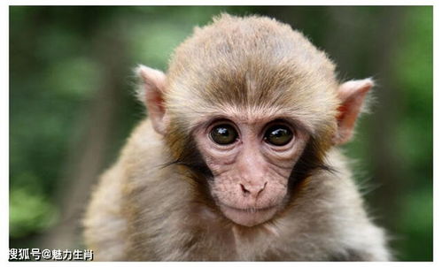 2026年属猴11月运势和财运具体如何？