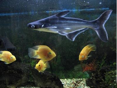 3. 鲨鱼：社畜必备