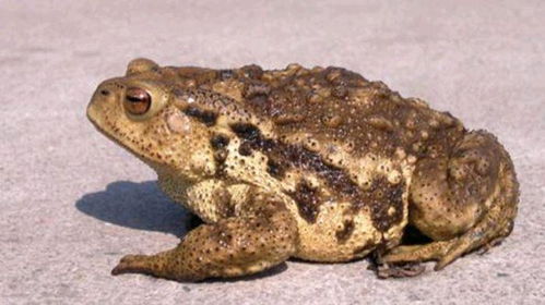 蟾蜍与财富象征的渊源：从民间传说到文化认同