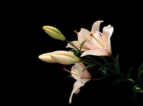 床头挂百合花画的风水如何？百合花放在床头床头风水好吗？