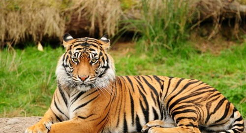 2026年属虎的人全年财运走势如何？