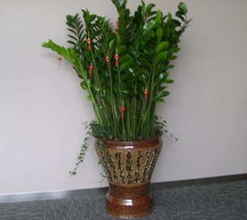 3. 金钱树（Zamioculcas zamiifolia）