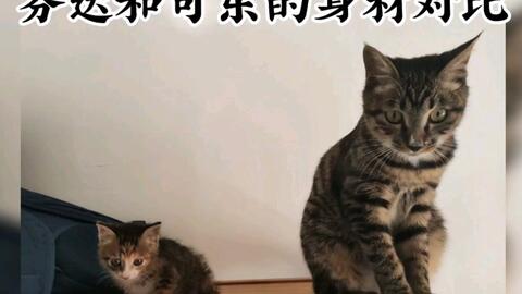 小奶猫吃着饭就倒盆里睡着了难道它不是在梦中享受着美餐吗？