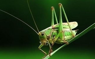 家里进蝈蝈预示着什么吉凶，有哪些民间说法？