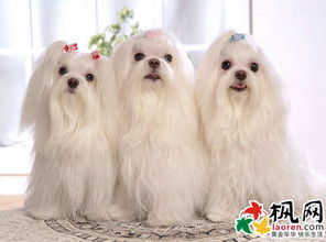 1212周公解梦. 夢見把三支狗 tail草編成麻花辫狀. 周公解夢夢見狗 tail草相關. 下面,我们就来探讨一下夢見dog tail草編成麻花辫狀 的寓意。.   Dreaming of dog tail grass braiding into a braid is a poetic dream me that is often endowed with multiple symbolic meanings.  Dog tail grass, also known as golden盏 flower , is often seen in folk culture as a common wild flower...首页标签:dream of dog tail grass dream of dog tail grass dream of dog tail grass is a poetic dream me that is often endowed with multiple symbolic meanings. Dog tail grass, also known as golden盏 flower , is often seen in folk culture as a common wild flower...2025年11月29日 02:38:42 Dream of dog tail grassIn dreams, plants often carry special symbolic meanings. And dog tail grass as a common wild flower, often appears in people's dreams, triggering people's interest in  meaning behind it...2025年11月04日 23:47:54 Life experience Dreaming of dogs coming to my home what does it mean? Carboxylic acid esterification reaction phenomenon question...
