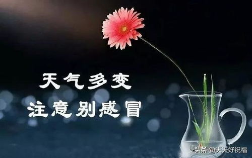 ：灰鸭绒保暖衣之谜的文化底蕴与学理探析