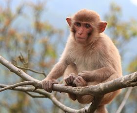 2016年属猴人2026年健康运势如何，2026年1月财运怎样？