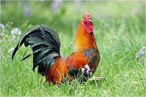 93年属鸡女性2026年创业能否成功？57年属鸡人在2025年佩戴饰物有何寓意？