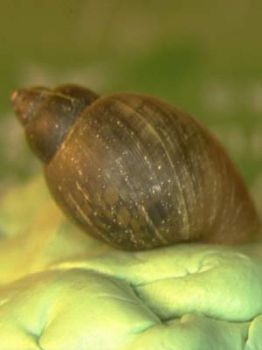 2. 养殖技术瓶颈：生长不良与大量死亡