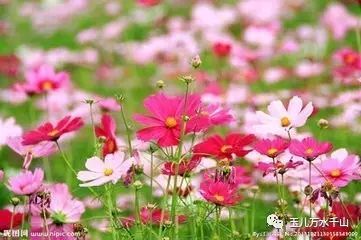 救命！高原霸王花居然这么好养