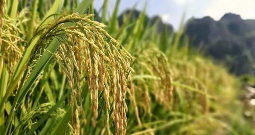 孕妇の谷子幻想症