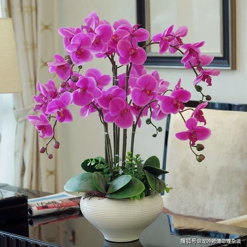蝴蝶兰在风水上摆放是否吉利，花店蝴蝶兰价格贵不贵？