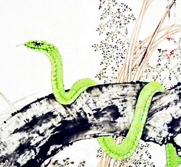 属蛇水瓶座2026年整体运势和2025年运势分别是什么？