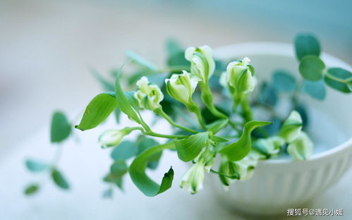 圆形叶片的财富隐喻与现实反差