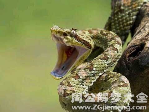 女人梦见蛇咬住自己的手不放，这究竟是什么预兆或含义呢？