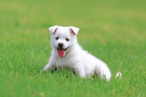 1982年属狗女性2026年运势及运程如何？