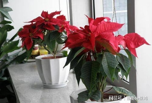 - 一品红（Poinsettia spp.）: