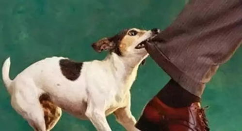 四、 犬胎育期间母犬生理状况改变及其预警指标探讨