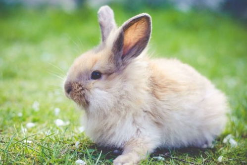 属兔9月和8月感情分别如何，有何特点？