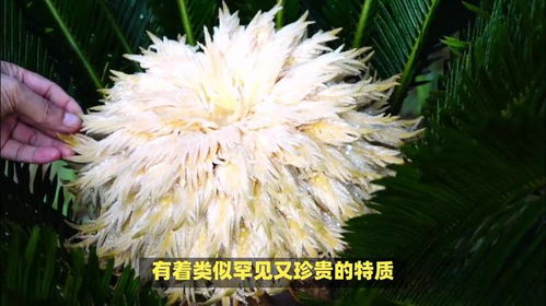 铁树开花属何生肖？最准确的开花生肖是什么生肖？