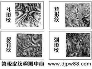 1. 斗纹的形态特征及命名由来