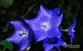 4月23日生日花桔梗花的花语是什么？