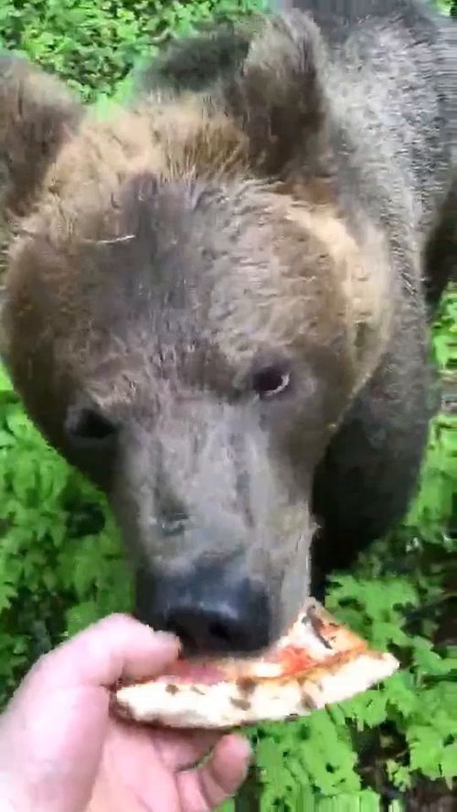 一、 梦境中的犬熊：心理状态学视角下的象征性解析