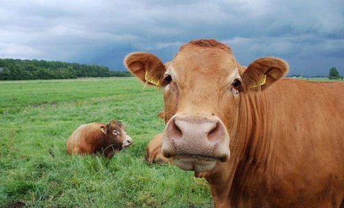 属牛人2026年幸运色和颜色运势具体是什么含义？