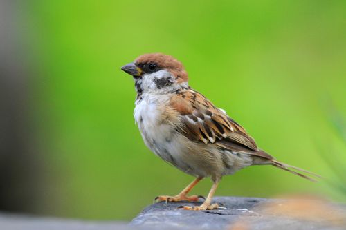 饭店养鸟对风水有影响吗？如何平衡养鸟与风水？