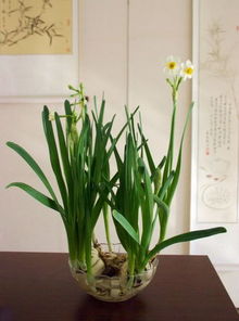 1.2 植物形态与象征意涵的关联