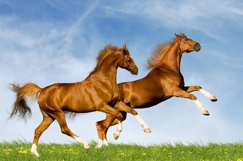 2026年属马本命年如何有效防范小人的侵扰和干扰？