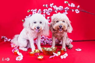 2026年属狗的人会犯太岁吗？属狗人2026年犯太岁具体意味着什么？