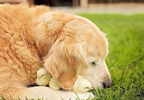 2026年属狗的人，狗年卯月开工吉日和建房吉日分别是哪一天？