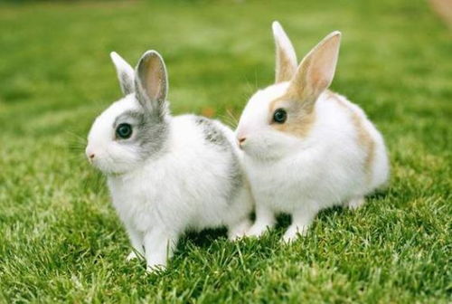 属兔的生肖贵人属相和绝配生肖排名具体是什么意思？