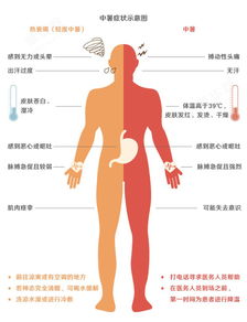 2.4 四肢比例特征与关节健康