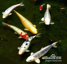 6．鱼类死亡——财务流失与健康危机之映射