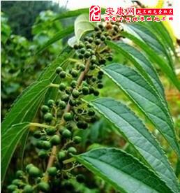 李子树入梦？这破树能结几个果？