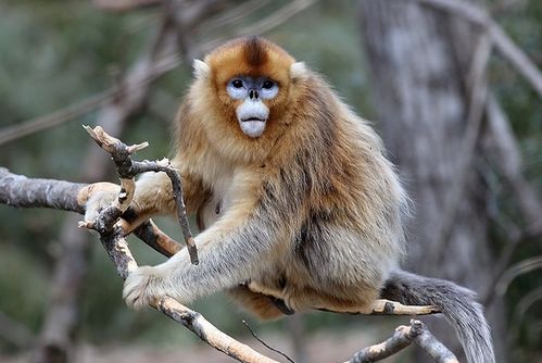 2026年属猴运势具体如何，全年运程分析是怎样的？