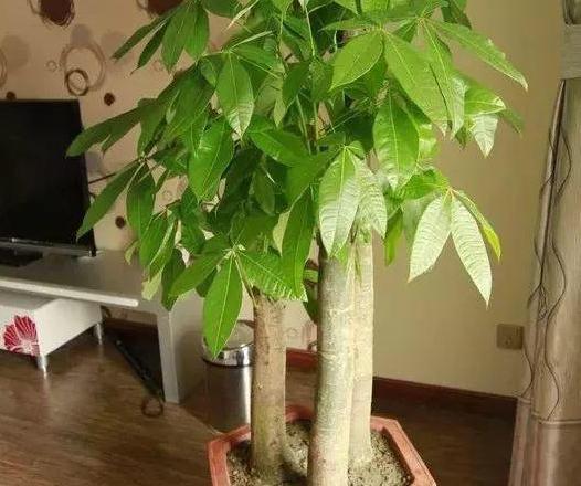 震惊！发财树居然能让你暴富？2026年最邪门的招财秘籍大公开！