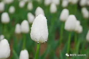 避免盲目自信与自我贬低